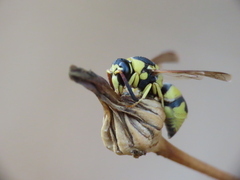 Euodynerus variegatus