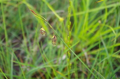 Carex magellanica