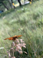 Boloria caucasica