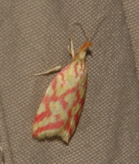 Hypercallia citrinalis