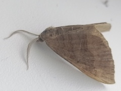 Scotopteryx chenopodiata