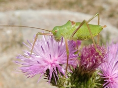 Poecilimon schmidtii