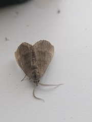 Scotopteryx chenopodiata