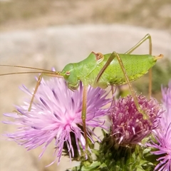 Poecilimon schmidtii