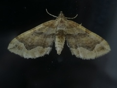 Pelurga comitata