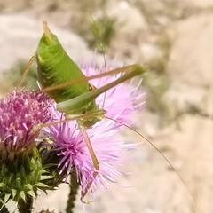 Poecilimon schmidtii