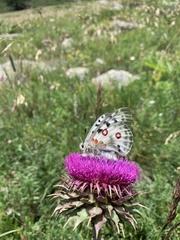 Parnassius apollo ciscaucasicus