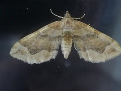 Pelurga comitata