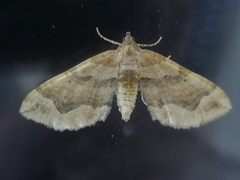 Pelurga comitata