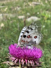 Parnassius apollo ciscaucasicus