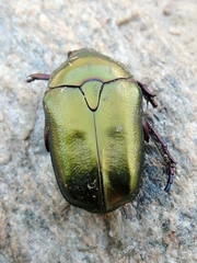 Protaetia cuprea