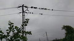 Phalacrocorax fuscicollis