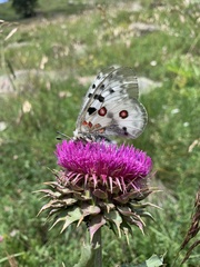 Parnassius apollo ciscaucasicus