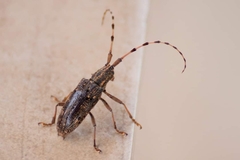 Pharsalia subgemmata