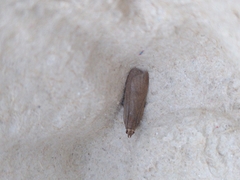Acompsia cinerella