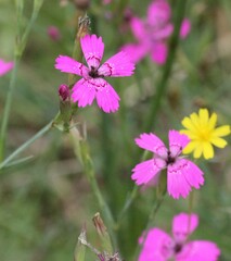 Microbotryum dianthorum