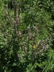 Nepeta nuda