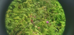 Carpodacus vinaceus