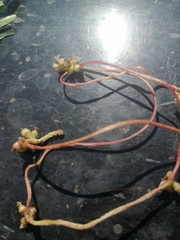 Cuscuta lupuliformis