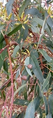 Eucalyptus marginata