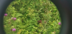 Carpodacus vinaceus