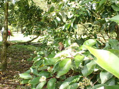 Ypthima multistriata