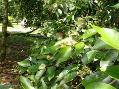 Ypthima multistriata