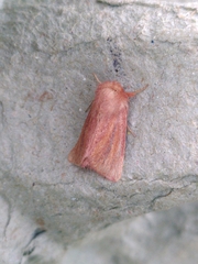 Denticucullus pygmina