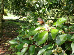 Ypthima multistriata