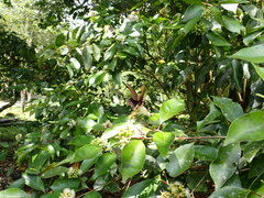 Ypthima multistriata