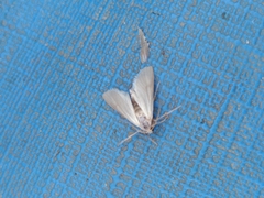 Acentria