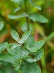 Erysiphe hyperici
