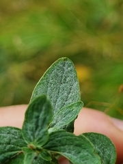Erysiphe hyperici
