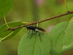 Protichneumon grandis