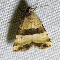 Pseudozarba bipartita