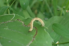 Camptogramma bilineata