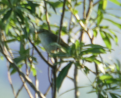 Phylloscopus examinandus