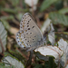 Northern Blue - Photo (c) Scott King, some rights reserved (CC BY-NC)