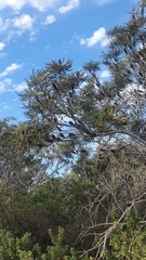 Banksia prionotes