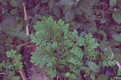 Selaginella doederleinii