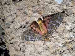 Carcinopyga lichenigera