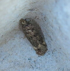 Bryotropha domestica