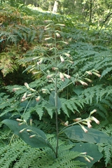 Parasenecio hastatus