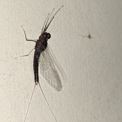 Isonychiidae