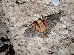 Carcinopyga lichenigera