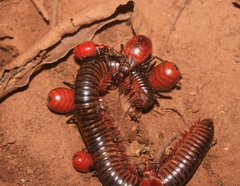Ectrichodia