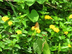 Junonia almana almana