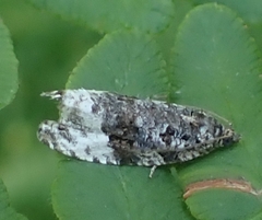 Apotomis betuletana