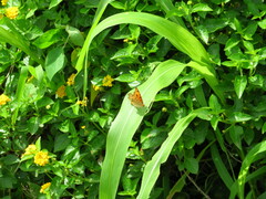 Junonia almana almana