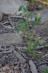 Solanum lycopersicum